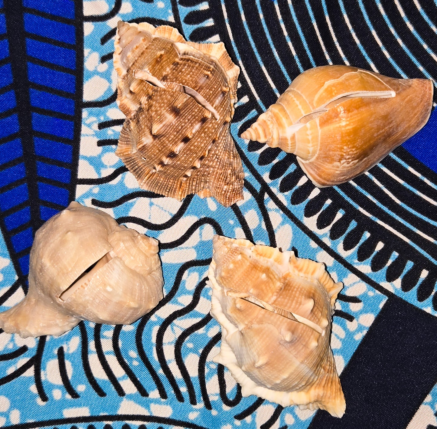 Seashell Place Card Holders